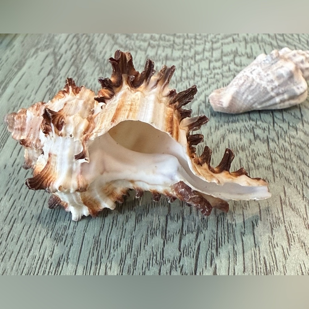 Lot Of 4 Shells Including A Murex Seashell Crafts Decor Shell - Picture 3 of 11